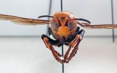 “Murder Hornets” invade the United States: The Rush to Stop the Asian Giant Hornet