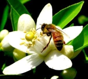 honey-bee-orange-blossum-pinterest | Quincy News About Quincy Massachusetts