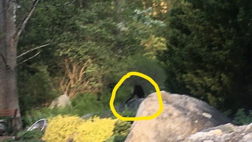 “DO NOT TOUCH THE MONKEY” – Tewksbury Police searching for loose primate