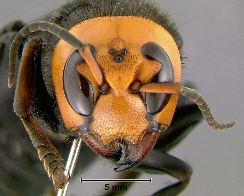 Panicked over ‘murder hornets,’ people are killing native bees we desperately need