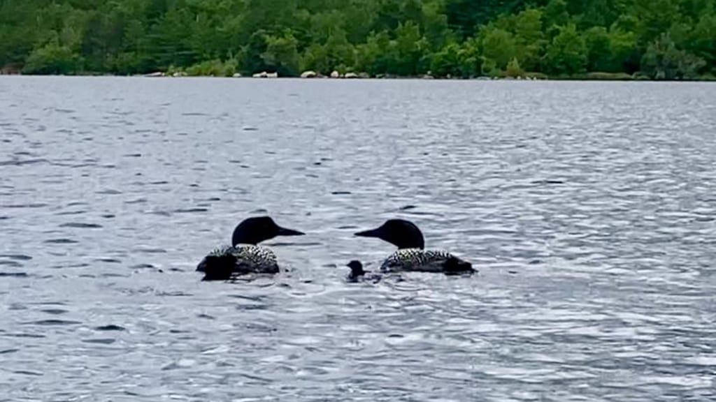 Loons Hatch for First Time in Over a Century in Southeastern Massachusetts