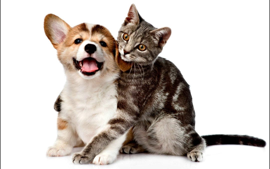 Forty-four percent of women would prefer quarantining with pets over significant other