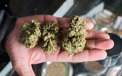 Retail Sale of Marijuana in Maine to Begin on October 9