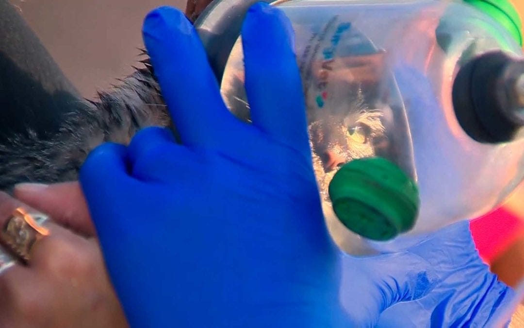 Eight cats and dogs rescued from Quincy house fire