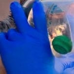 Eight cats and dogs rescued from Quincy house fire cat-receiving-oxygen-1600030709