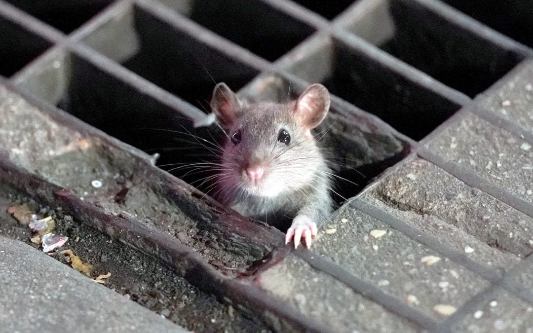Chicago Tops Orkin’s ‘Rattiest Cities’ Ranking for Sixth Consecutive Year