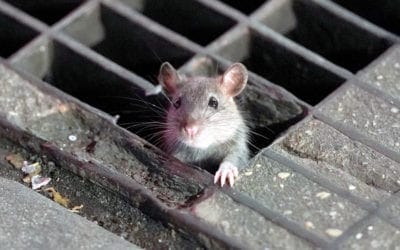 Chicago Tops Orkin’s ‘Rattiest Cities’ Ranking for Sixth Consecutive Year