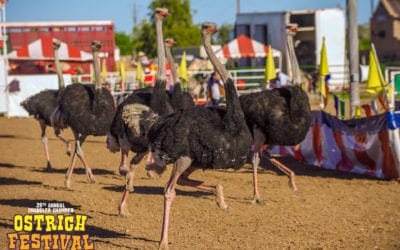 The Thirty-Second Annual Ostrich Festival Postponed Until Next Spring