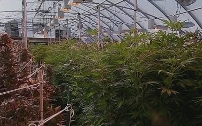 Recreational Marijuana goes on Sale in Maine just in time for Leaf Peepers!