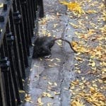 rats-03 | Quincy News About Quincy Massachusetts