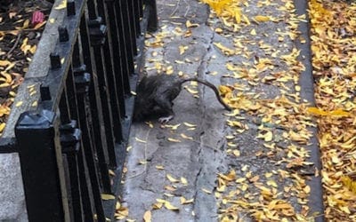 Giant New York rats overtaking Central Park and the Upper West Side