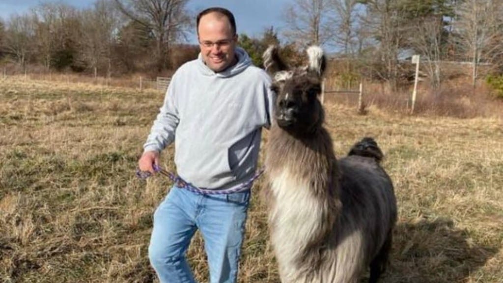Llama Found Wandering In Newburyport – Owner Now Sought