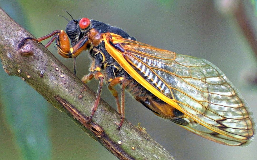 Only to be expected: Locusts