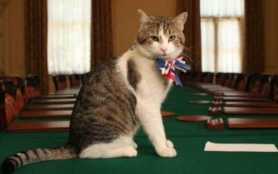 Larry, the Number 10 Cat, celebrates 10 years on the seat of power