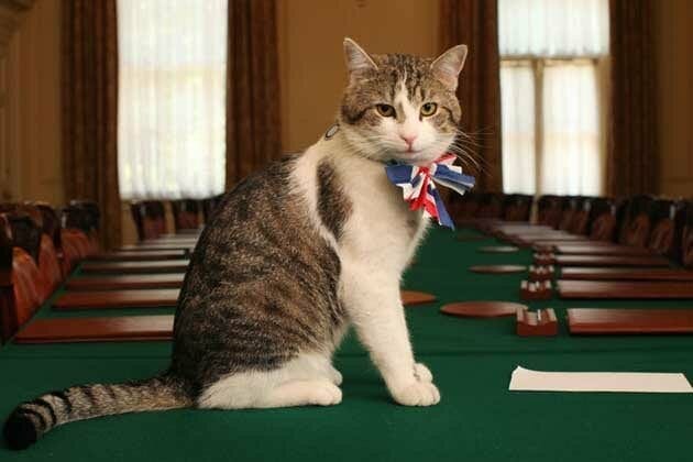 Larry, the Number 10 Cat, celebrates 10 years on the seat of power
