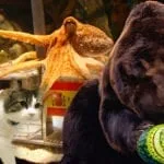Animal Prognosticators for Super Bowl LV Winner 10 animal oracles that aren't Punxsutawney Phil