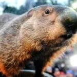 Punxsutawney Phil voted into the Meteorological Hall of Fame #snow #winter ground-hog-jeff-swensen-getty-images