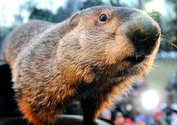 Punxsutawney Phil voted into the Meteorological Hall of Fame #snow #winter