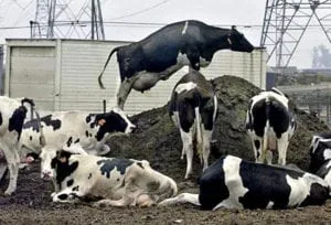 Manure pile mercury news | Quincy News About Quincy Massachusetts | Quincy Ma | quincy news