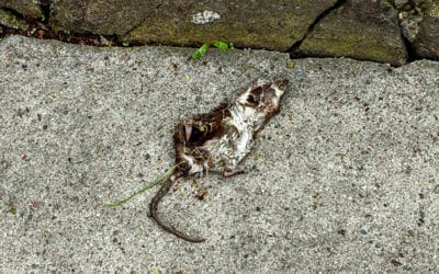 Quincy Sidewalk ratted out?