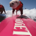 Dog-1-1-2 | Quincy News About Quincy Massachusetts