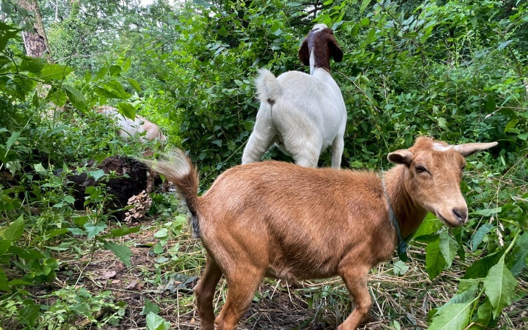 They’re baaaaack!  Two dozen goats eat their way through New York City park