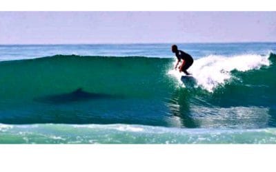 Quincy Quarry Weekly Fish Wrap: Turf’s up!