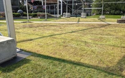 City Hall sod gets sodded