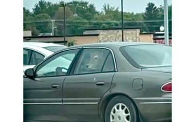 Cow Videoed Waiting in the Drive-through at a McDonald’s