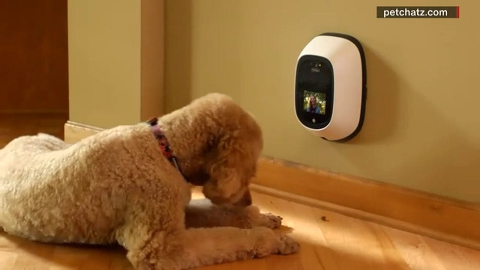 Researchers working on a phone that allows your dog to ‘call’ you
