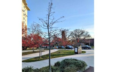 Quincy Center tree replaced but another adjacent long ago whacked tree was not