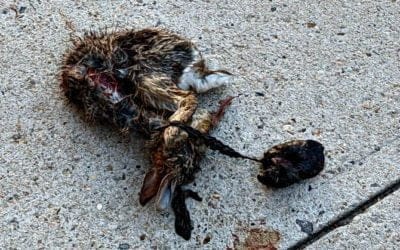 Latest Quincy Center fatality does not bode well come spring