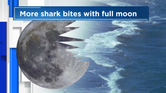 Shark bites increase during Full Moons