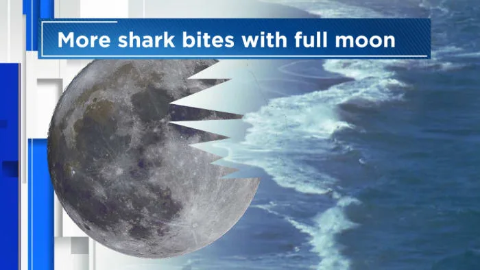 Shark bites increase during Full Moons