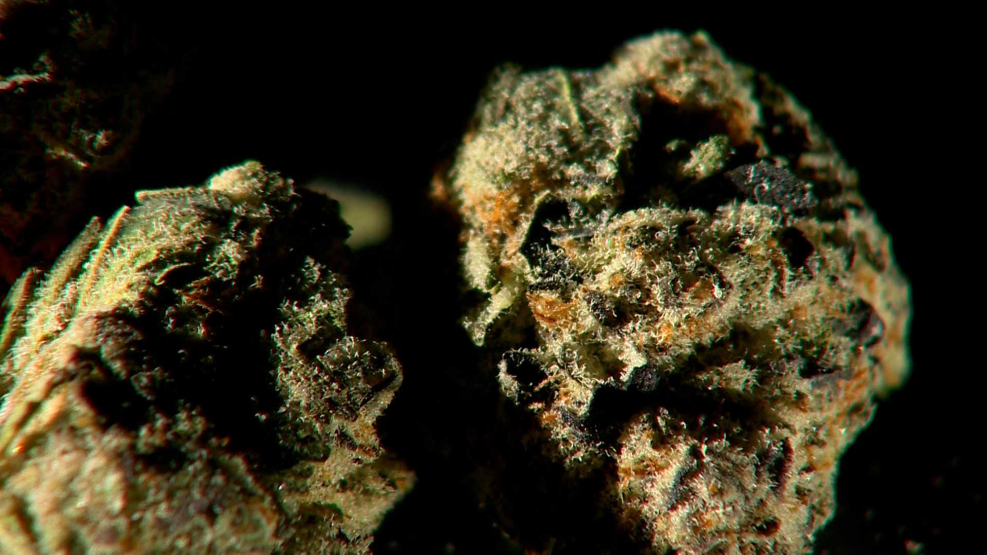 Quincy News Massachusetts marijuana excise tax revenue exceeds alcohol