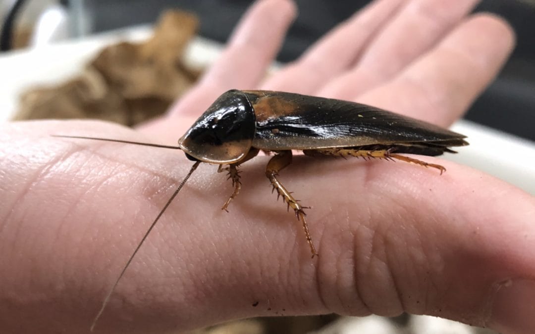 San Antonio Zoo’s Cry Me a Cockroach Valentine fundraiser is back!