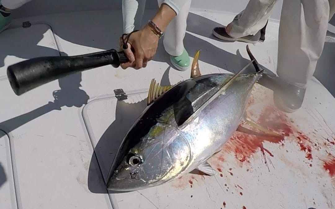 Quincy Quarry News Weekly Fish Wrap: The Beatdown of the Koch Machine continues!