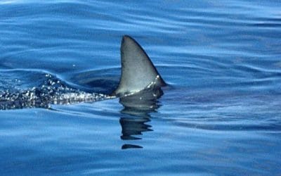 Quincy Woman Indicted and Arraigned in Connection with Loansharking Operation out of Encore Boston Casino #encorebostonharbor #gambling #loanshark