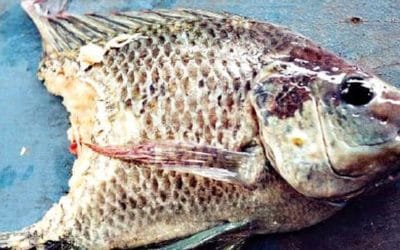 Quincy Quarry News Weekly FishWrap: Triskaidekaphobia happens!