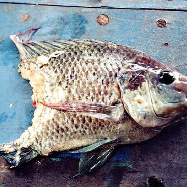 Quincy Quarry News Weekly FishWrap: Triskaidekaphobia happens!