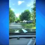 Wareham cow leads local police on a slow wild goose chase 285002650_1165463397625621_1080681386068800337_n