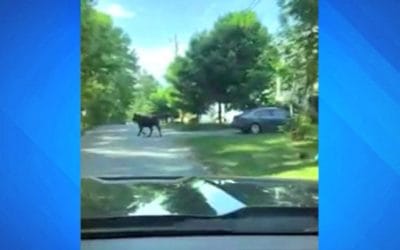 Wareham cow leads local police on a slow wild goose chase