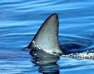 Quincy Quarry News Weekly Fish Wrap: Quarry Stories write themselves #mayorkoch #cityofquincy #quincyfiredepartment