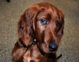 National Take Your Dog to Work Day is Today!