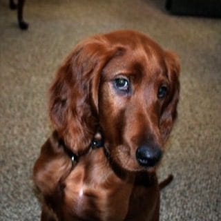National Take Your Dog to Work Day is Today!
