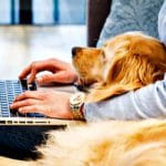 National Take Your Dog to Work Day is Today! clingy-dog-wroking-from-home-via-dogingtonpost.com