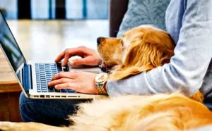 National Take Your Dog to Work Day is Today! National Take Your Dog to Work Day is Today!