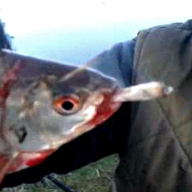 Quincy Quarry News Weekly Fish Wrap: The Heat is on! #maurahealey #mayorkoch #rachaelrollins