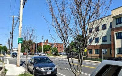 City of Quincy miscaring for new city trees during drought