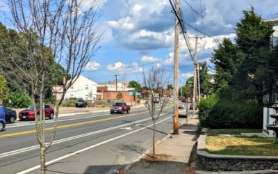 City of Quincy Trees Dying In Droves From The Drought